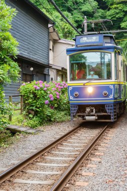 Japonya, Kamakura 'da Enoden treni ve ortanca çiçeği