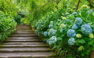 Japonya, Kamakura 'daki Meigetsuin Tapınağı' nda çiçek açan ortanca çiçekleri ve taş merdiven.