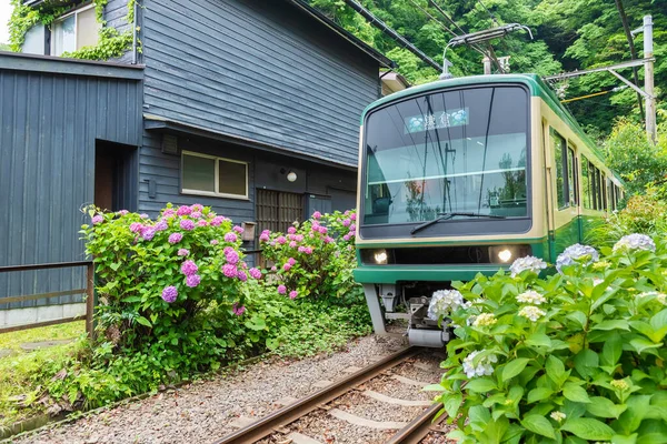 Trem Enoden Hydrangea Flor Kamakura Japão — Fotografia de Stock