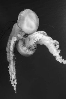 Denizanası (Chrysaora fuscescens veya Pasifik deniz ısırganları) siyah ve beyaz olarak okyanus suyunda