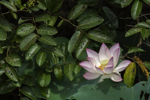 Квітка Лотоса Понді Природний Фон — стокове фото