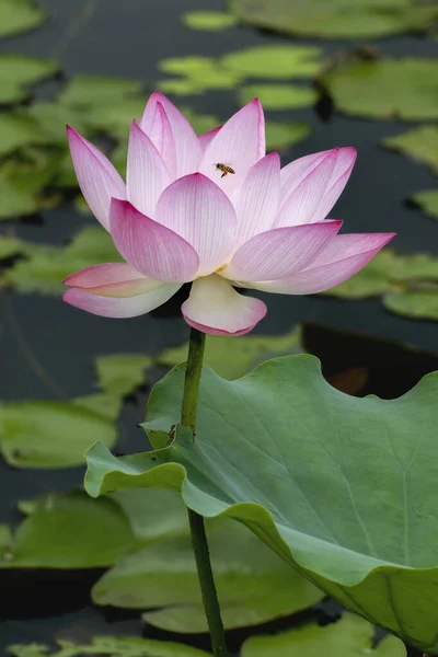 stock image lotus flower blooming in summer pond with green leaves as background