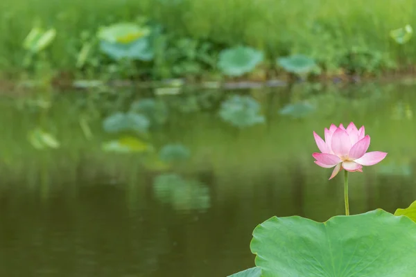 Pembe Lotus Çiçeği Zambağı Gölette Yüzüyor - Stok İmaj