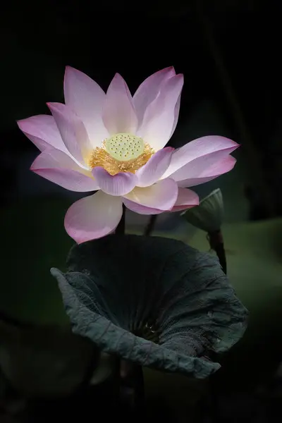 Göletteki Nilüfer Çiçeğinin Yakın Görüntüsü Stok Resim