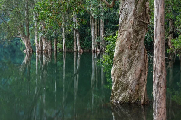 Stock image Idyllic landscape of country park Shing Mun reservoir in Hong Kong