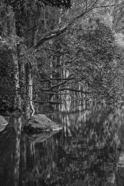 Hong Kong 'daki Shing Mun barajının Idyllic manzarası.