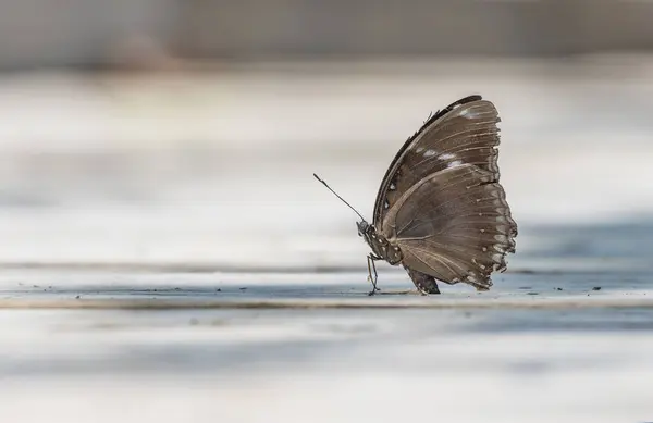 Nahaufnahme Eines Alten Schmetterlings Mit Gebrochenem Flügel Der Auf Dem — Stockfoto