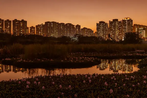 Voda Hyacint Květ Rybníku Hong Kong City Soumraku — Stock fotografie