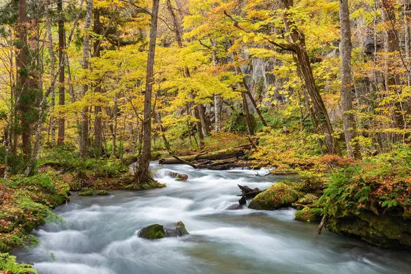 Oirase Stream 'in Idyllic Manzarası, Aomori, Japonya