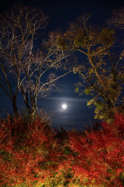 Treeline with Night Moon - Long exposure image showing a moonlit treeline at night in autumn season