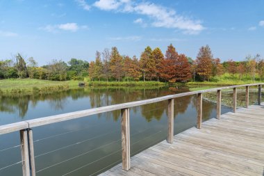 Larix laricina, namı diğer tamarack, hackmatack, doğu, siyah, kırmızı veya Amerikan tarlası Hong Kong Wetland Park 'ında.
