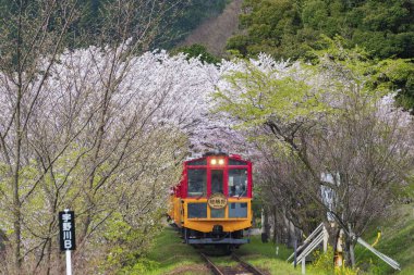 Kyoto, Japonya - 06 Nisan 2016: Sakano romantik tren, bir gezi retro tren dağ geçidi sakura tünel boyunca o ishal