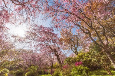 Japon bahçesinde yetişen taze pembe sakura çiçekleri. Doğal bahar arka planı