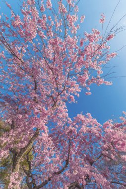 Mavi arkaplanlı güzel kiraz çiçeği sakura.