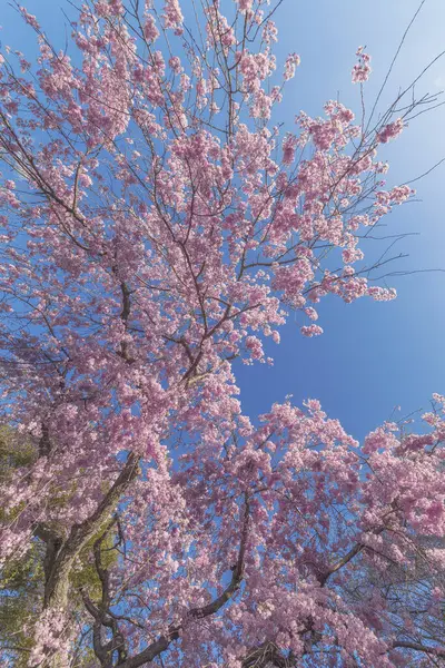 Mavi arkaplanlı güzel kiraz çiçeği sakura.