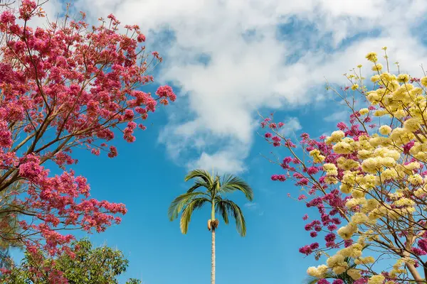 Trąbka Palma Parku Kontekst Natury Zdjęcie Stockowe