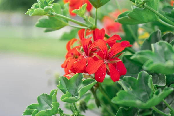 Coral red flowers in deep green leaves.