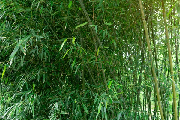 Parkta Yeşil Bambu Çalısı Yetiştiriyor Bambu Bahçesi Olan Sessiz Güzel — Stok fotoğraf