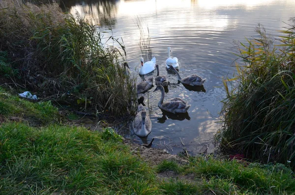  Beyaz kuğu, yaz boyunca olgunlaşan yavrularıyla birlikte göl kıyısına geldi..