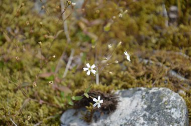 Trolltunga 'ya giden yol, kampanyanın pek çok yerinde yüksek dağlık dereler, dereler, kayalar, çamur kaluzhlar ve bataklık sularından geçiyor..