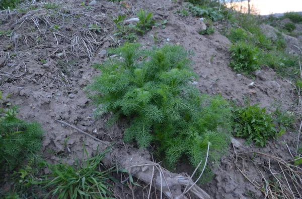 Dağın arka planında yeşil yapraklar