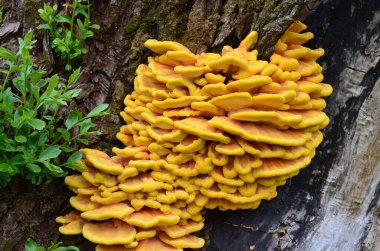 Ormanda sarı mantarlar