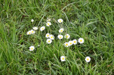 Çimlerde beyaz papatyalar