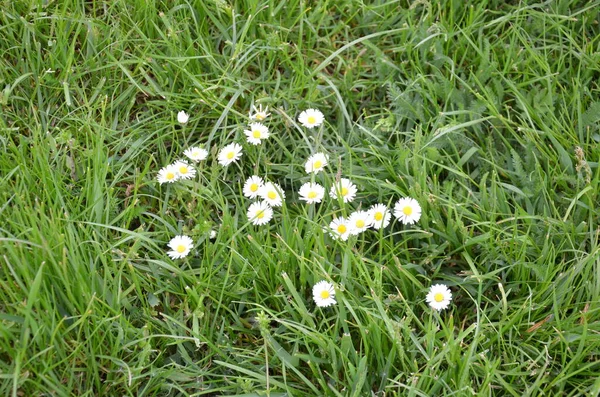 Çimlerde beyaz çiçekler