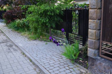 Güzel botanik fotoğrafı, doğal duvar kağıdı. 