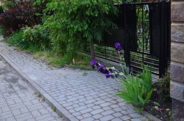 Güzel botanik fotoğrafı, doğal duvar kağıdı. 