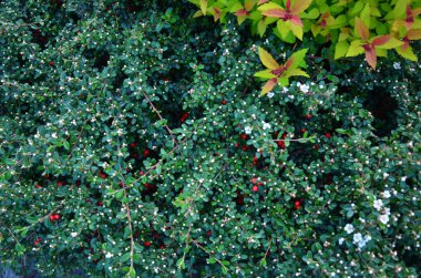 yeşil yaprakları üzerine bir çalı 