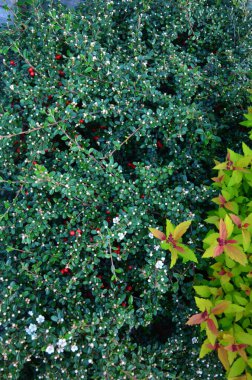 Sonbahar yaprakları, sonbahar bitkileri 