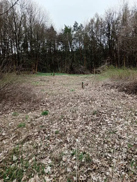 Ormanda yeşil ağaçlar