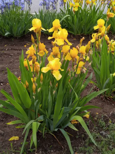 Bahçedeki yeşil çimlerin üzerinde sarı çiçekler. güzel bahar arkaplanı.