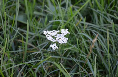 Bahçede beyaz çiçekler