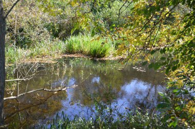 Parktaki sonbahar ormanı