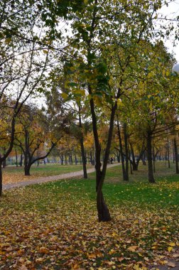 Şehirdeki sonbahar parkı