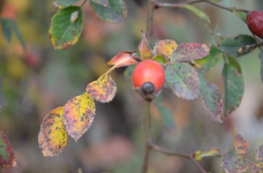 Yaban gülünün kalça kemiğine yaklaş