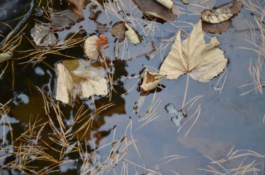 Suda sonbahar yaprakları