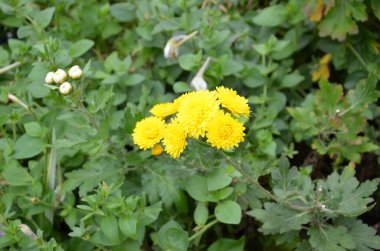 Bahçedeki güzel çiçekler