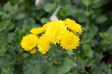 Bahçedeki sarı çiçek