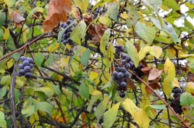 Sonbaharda ağaç dalında olgun böğürtlenlerin yakın çekimi.