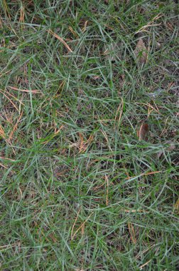 Ormanda yeşil çimenler