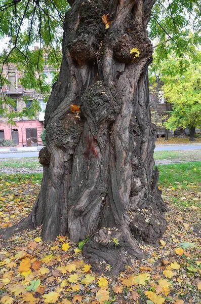 sonbaharda yapraklar ve ağaçlar