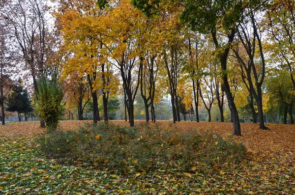 Renkli yapraklı sonbahar manzarası