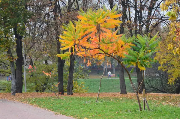 Şehir parkında sonbahar