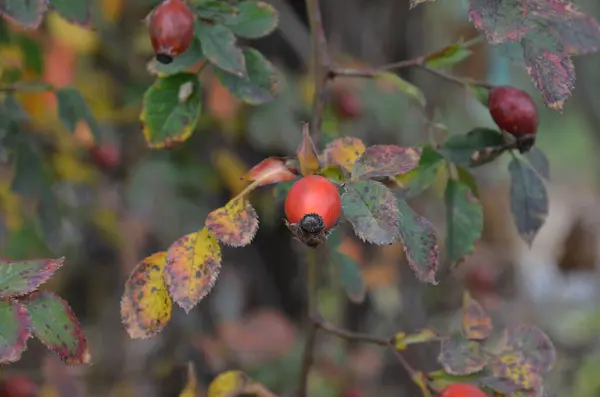 Sonbahar bahçesinde kırmızı gül kalçaları
