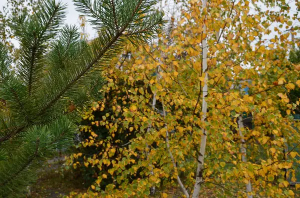 Ağaçlar ve yapraklarla dolu güzel bir sonbahar ormanı