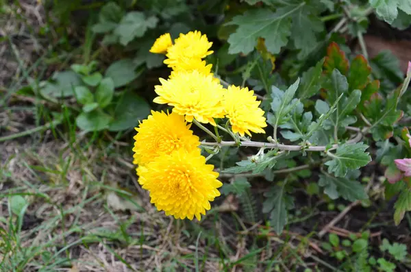 Bahçedeki güzel sarı çiçekler