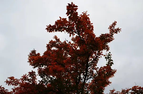 Sonbahar yaprakları, sonbahar bitkileri